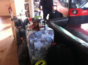 Monty on his way to his 1st cruise.